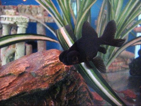 how to properly care for african dwarf frogs