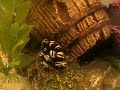 Striped peackock eel