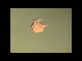 Silly Putty Alive 4 Silly Putty Alive 4