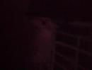 Harvey The Wonder Hamster sings Yoda