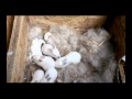 Видео - Уход за крольчатами в маточнике