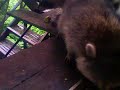 Baby raccoons love Avocado!