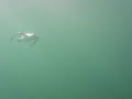 Razorbill underwater