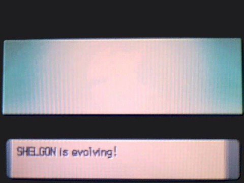 shelgon