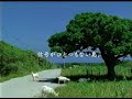 新居昭乃 郵便局「沖縄・波照間島 信号がひとつもない島」編 YouTube