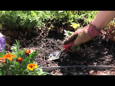 how to transplant phlox