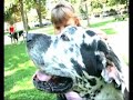 Deutschlands gr��ter Hund Bodyguard