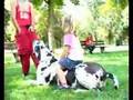 Deutschlands größter Hund Bodyguard
