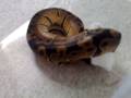 videos de Regal Royal Python 4 10 08