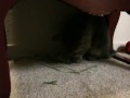 New kitten