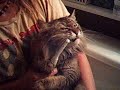 Funny tooth-brushing cat Funny tooth-brushing cat
