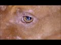 Animal Witness - The Michael Vick Case Premieres 8/24 @ 10PM ET!