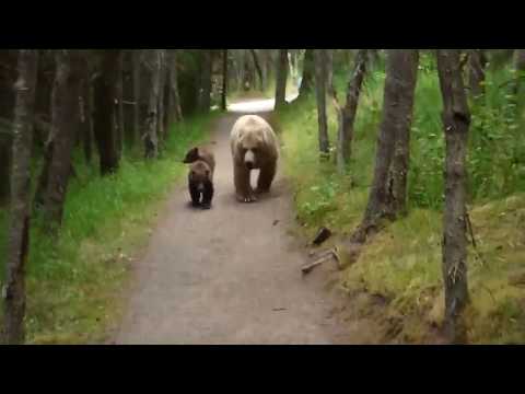 Mama GRIZZLY z dzieciakami gonią turyste na szlaku.