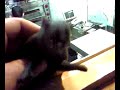 BEZOBRAZNA PANTAGANA NEOBRIJANA U MOJOJ KUCI I IMA GANA BEZOBRAZNA PANTAGANA NEOBRIJANA U MOJOJ KUCI I IMA GANA