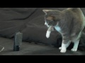 [ネコ]ドライヤーを警戒するデブ猫が見せるシャドーボクシング。のサムネイル2