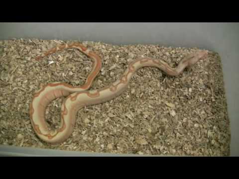 BOA CONSTRICTOR