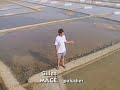 Les marais salants de Guérande Les marais salants de Guérande
