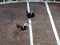 1st fight (tigbauan 3 cock derby) 1st fight (tigbauan 3 cock derby)