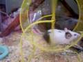 videos de Molly my dog.....