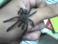tarantula psalmopoeus irminia tarantula psalmopoeus irminia
