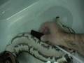 videos de Ball python  het.pied eco by MCS