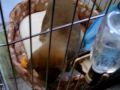 ????? swec780 DOG REO 2008/01/27