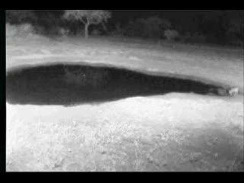 6.23.07 4.49am UMO Duiker headed home