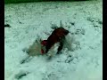 pirmojo sniego tikrasis dzaugsmas. the real joy of first snow - assoll and her mother having fun. west highland white terrier. westie