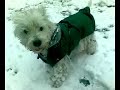 Pirmasis sniegas | First snow joy - west highland terrier Pirmasis sniegas | First snow joy - west highland terrier