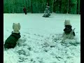 pirmojo sniego tikrasis dzaugsmas. the real joy of first snow - assoll and her mother having fun. west highland white terrier. westie