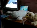 Paro, the bay seal robot Paro, the bay seal robot
