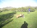 Canine Frolic - The Action Moive