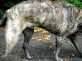 Hoagie TPLO recovery English Mastiff
