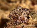 Blue Ringed Octopus