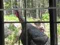 Wild turkeys at the window