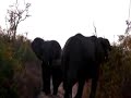 Click here to watch this video Elephant Charge Video