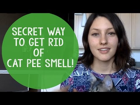 Cat Odor Eliminator