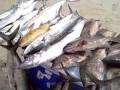 Great sierra fishing Nov. 21-08 w/ Tailhunter International