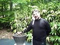 Samari Bonsai Samari Bonsai