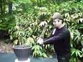 Samari Bonsai
