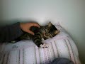 Gatinha Durmindo