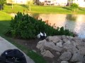 Duck Sex or Duck Fight Club?
