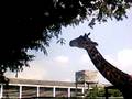 videos de Girafa comendo folhas