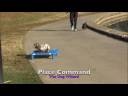 Dog Training Charlotte, NC Daschund - Patches