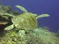 sipadan-malaysia-sharks-turtles-an-more.html