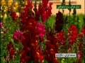 Shiraz