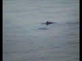 Seal and Porpoises in Orkney