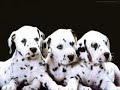Cute Puppies Cute Puppies