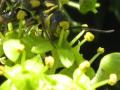 AVISPA WASP AVISPA WASP