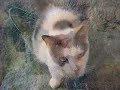 IMULAN Treatment Aid for Leukemia (Felv) & Feline AIDS (FIV) IMULAN Treatment Aid for Leukemia (Felv) & Feline AIDS (FIV)